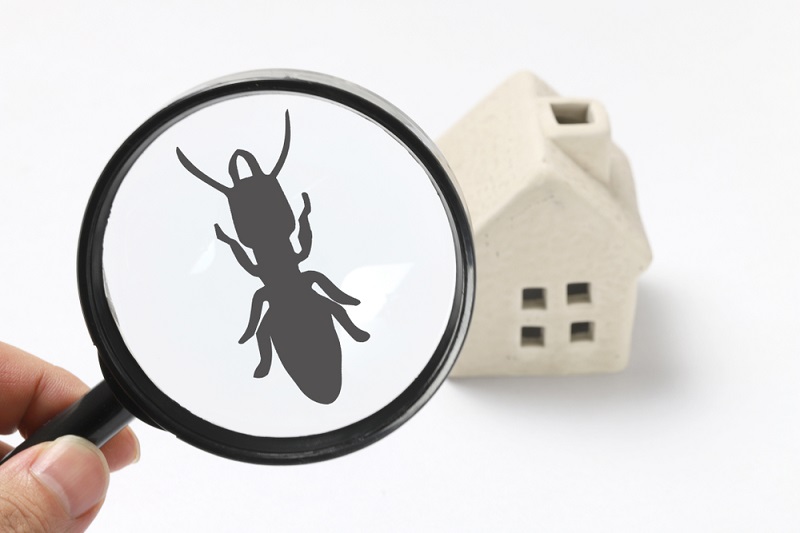 Diagnostics techniques : l’état relatif à la présence de termites